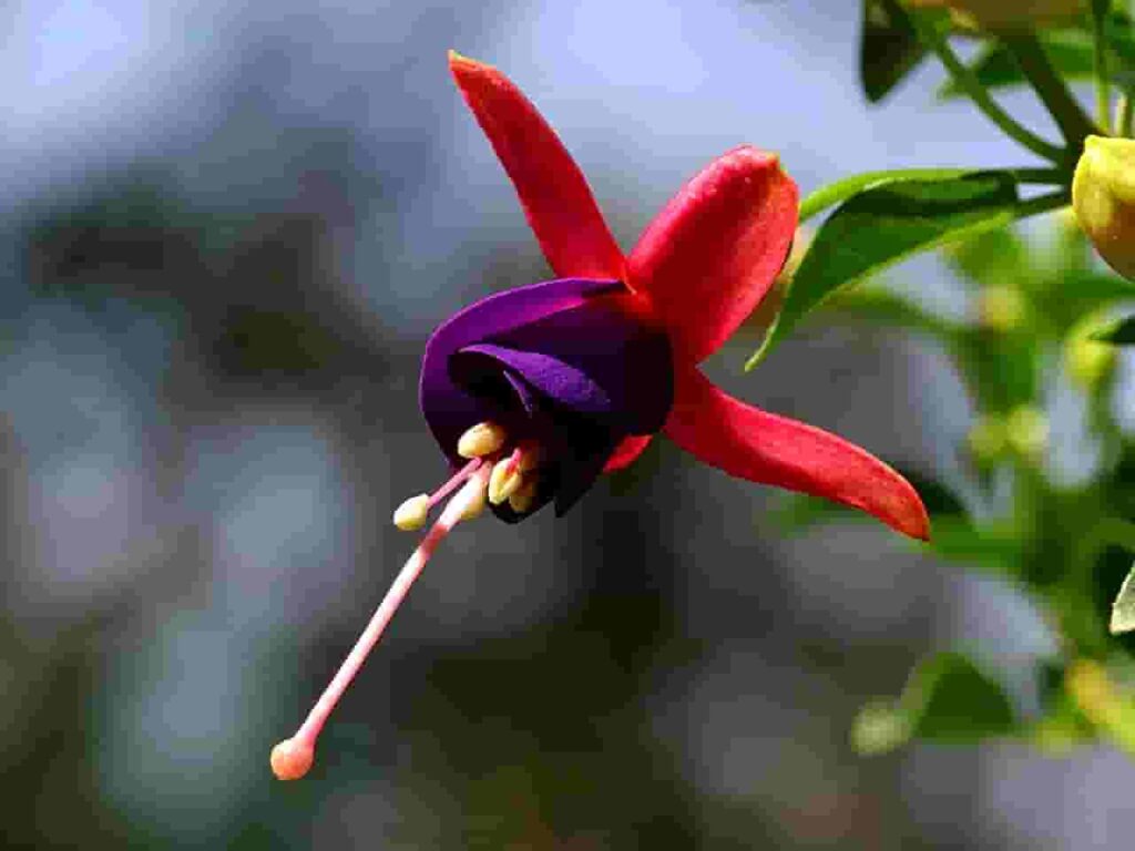 Fuchsias