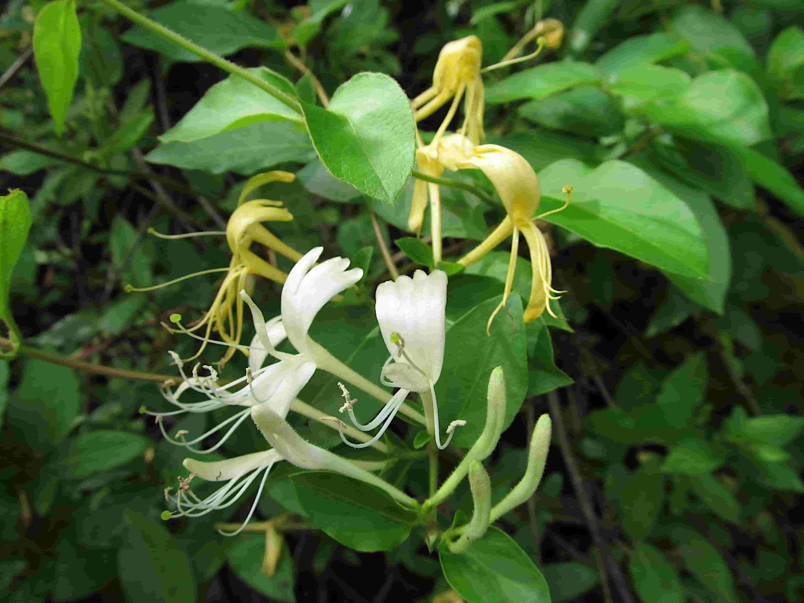 Honeysuckle