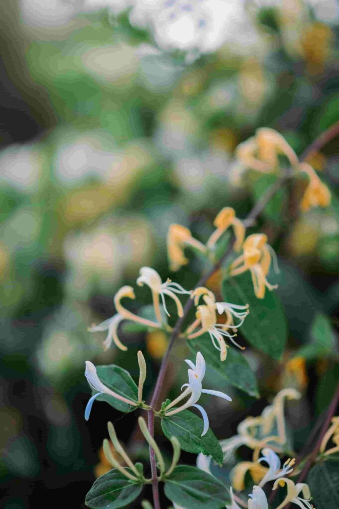 Honeysuckle