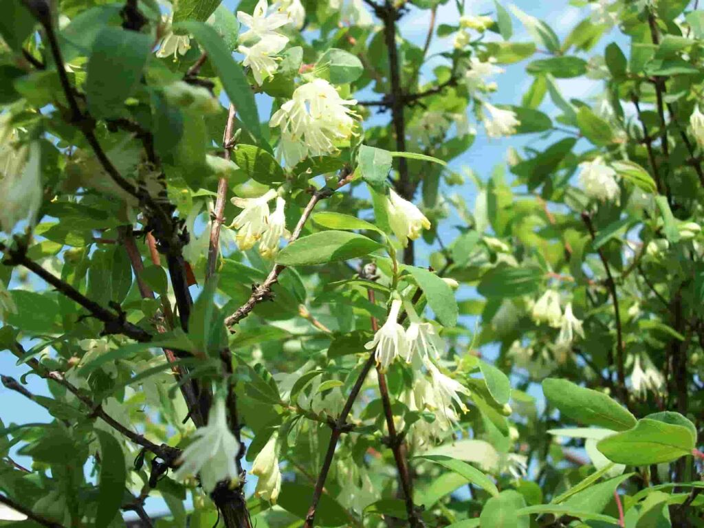 Honeysuckle