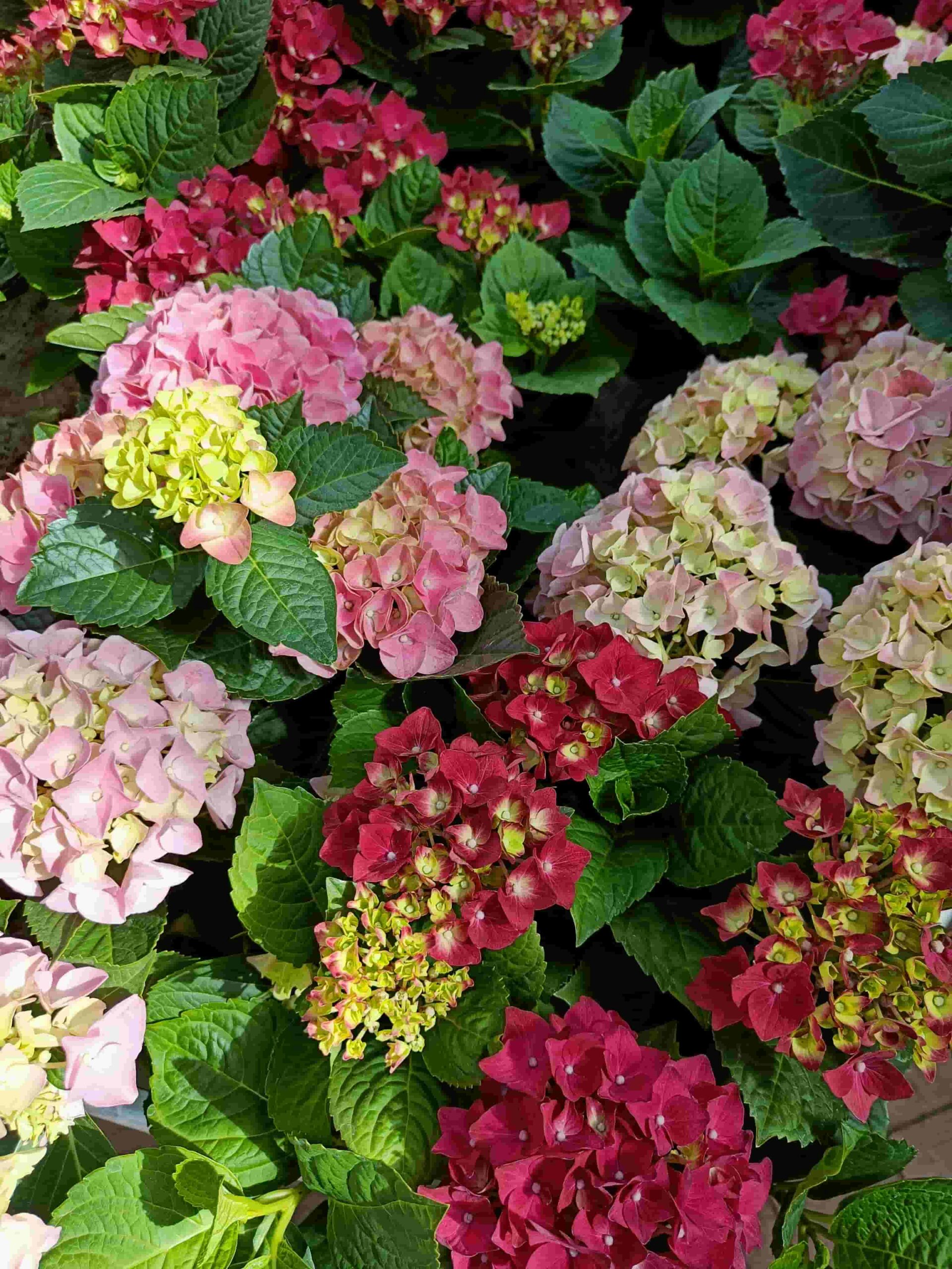 Hydrangeas