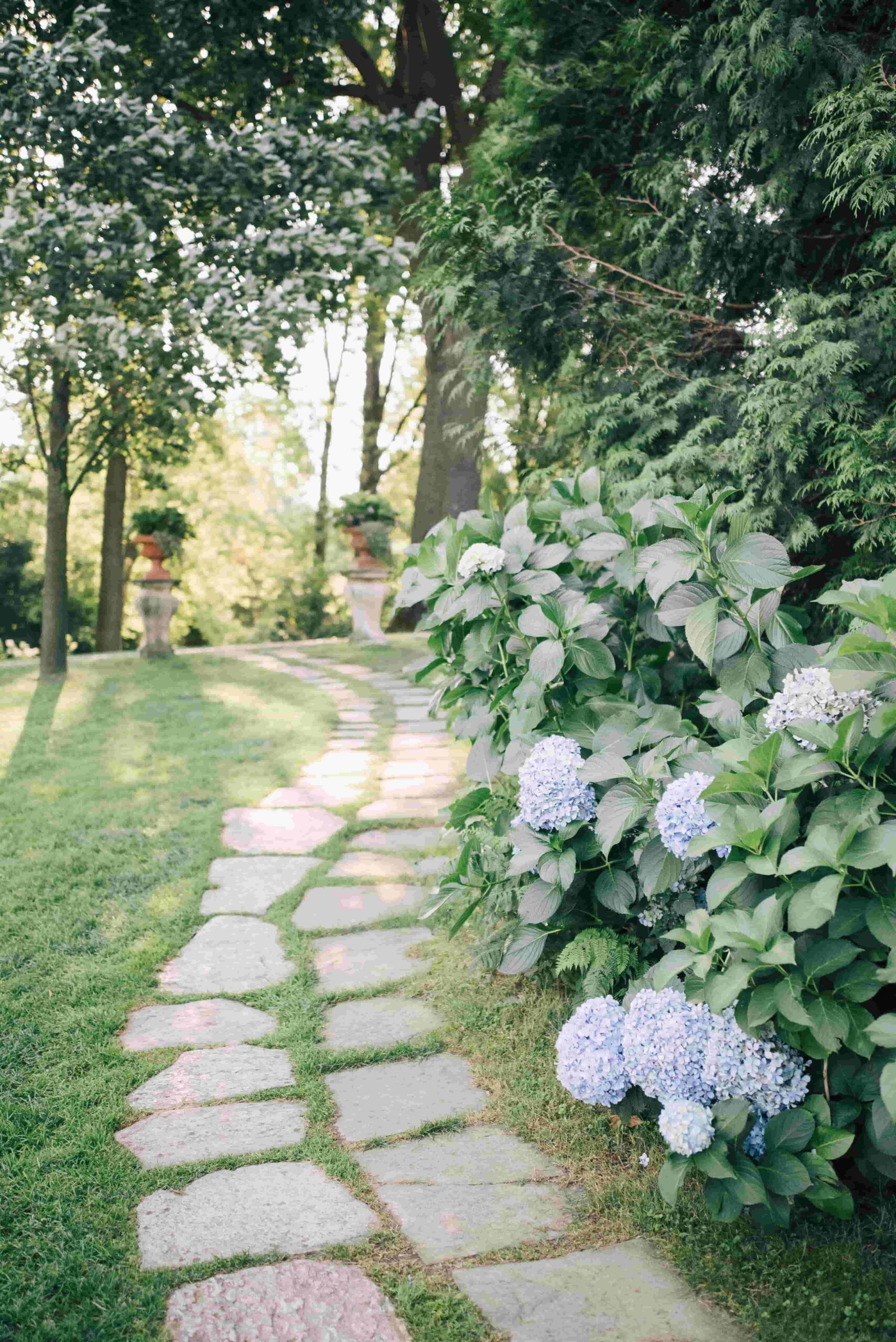 Hydrangeas