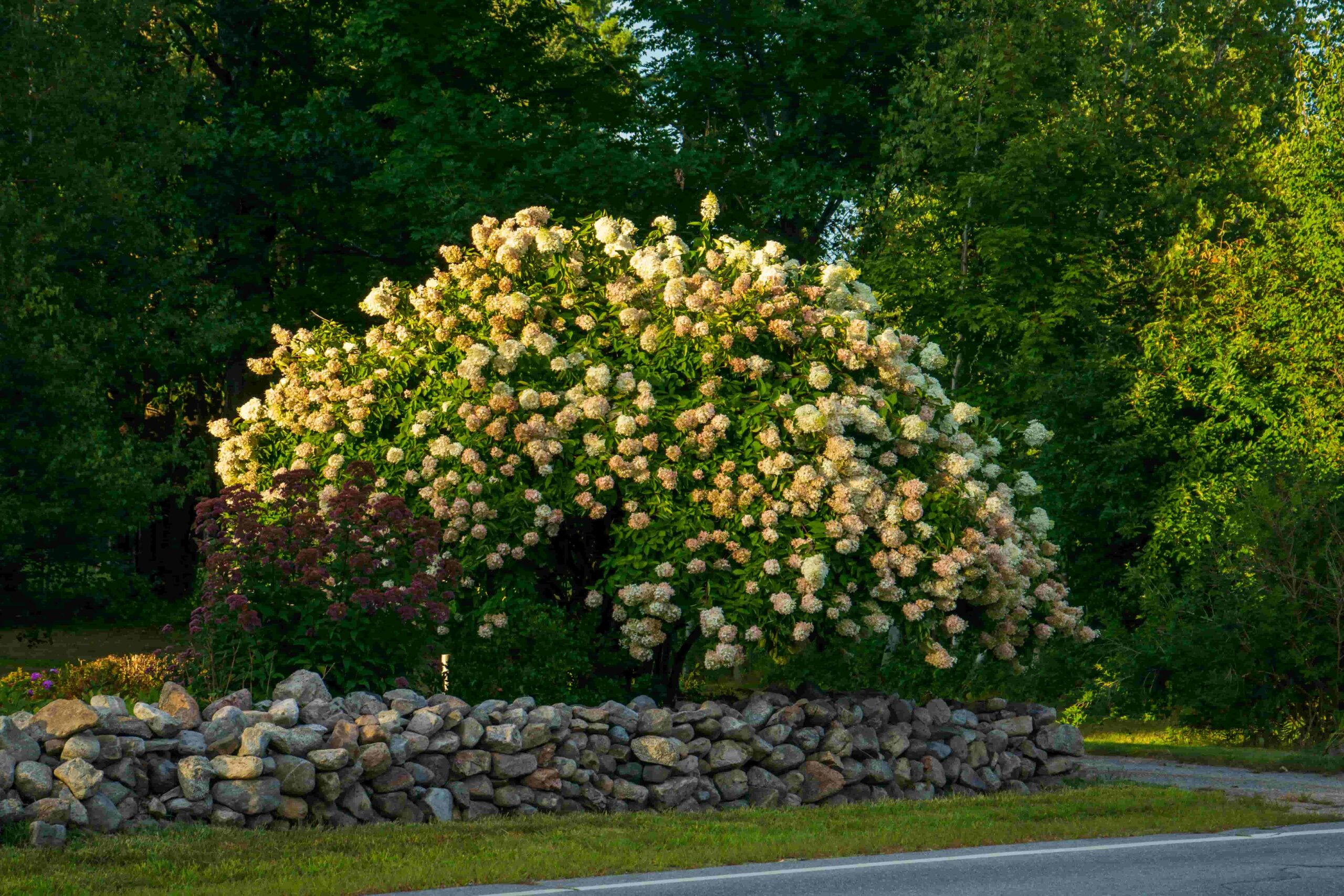 Hydrangeas