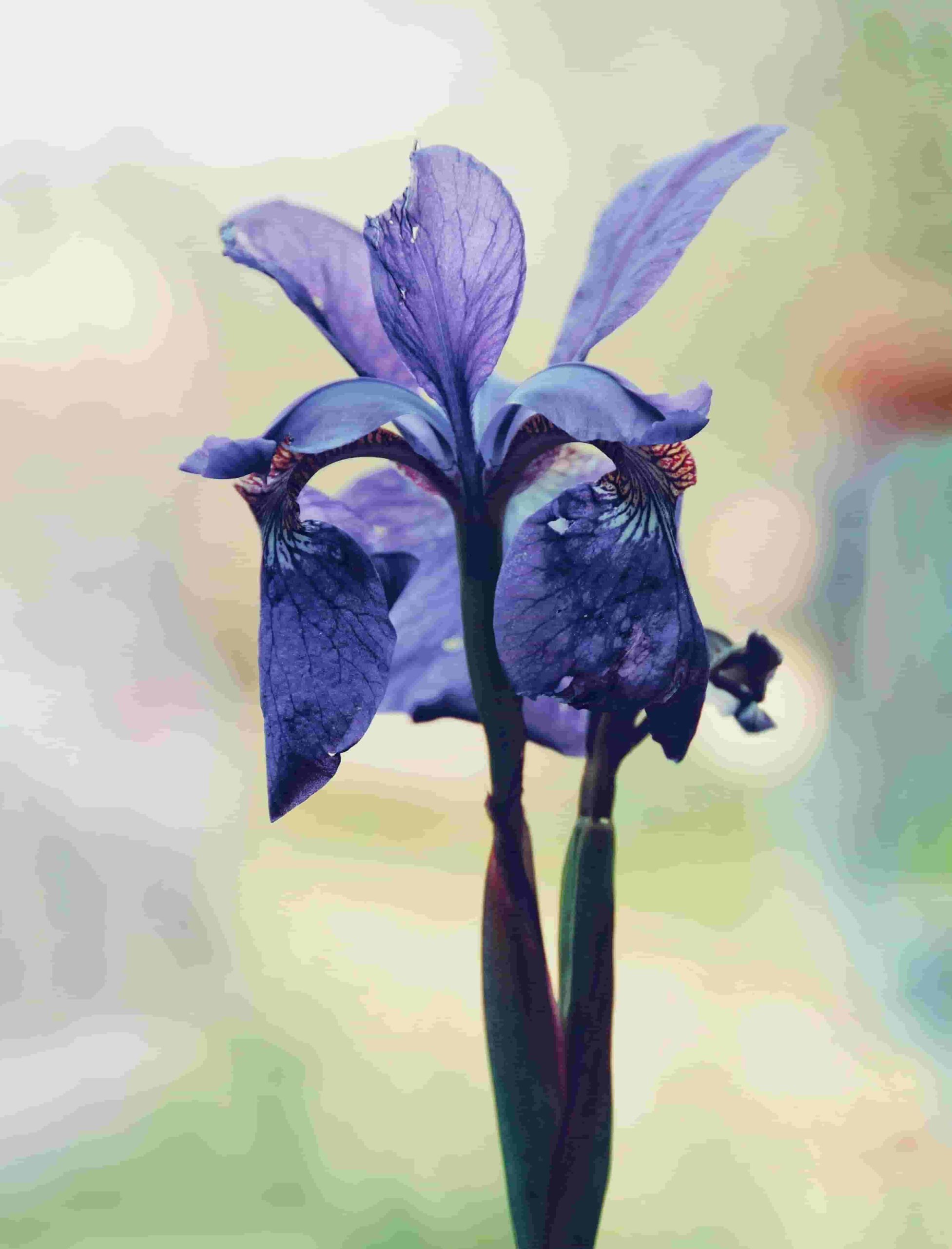 Irises