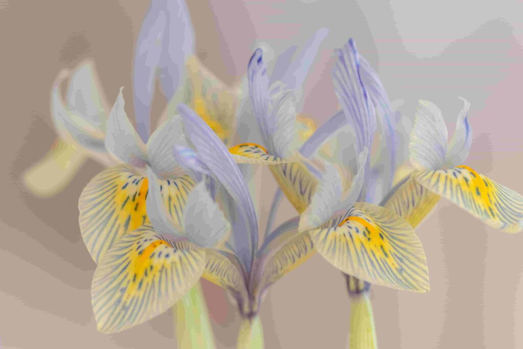 Irises