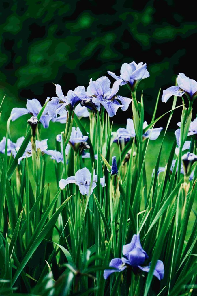 Irises