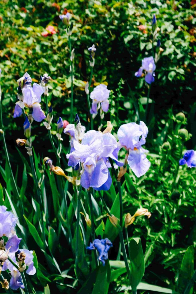 Irises