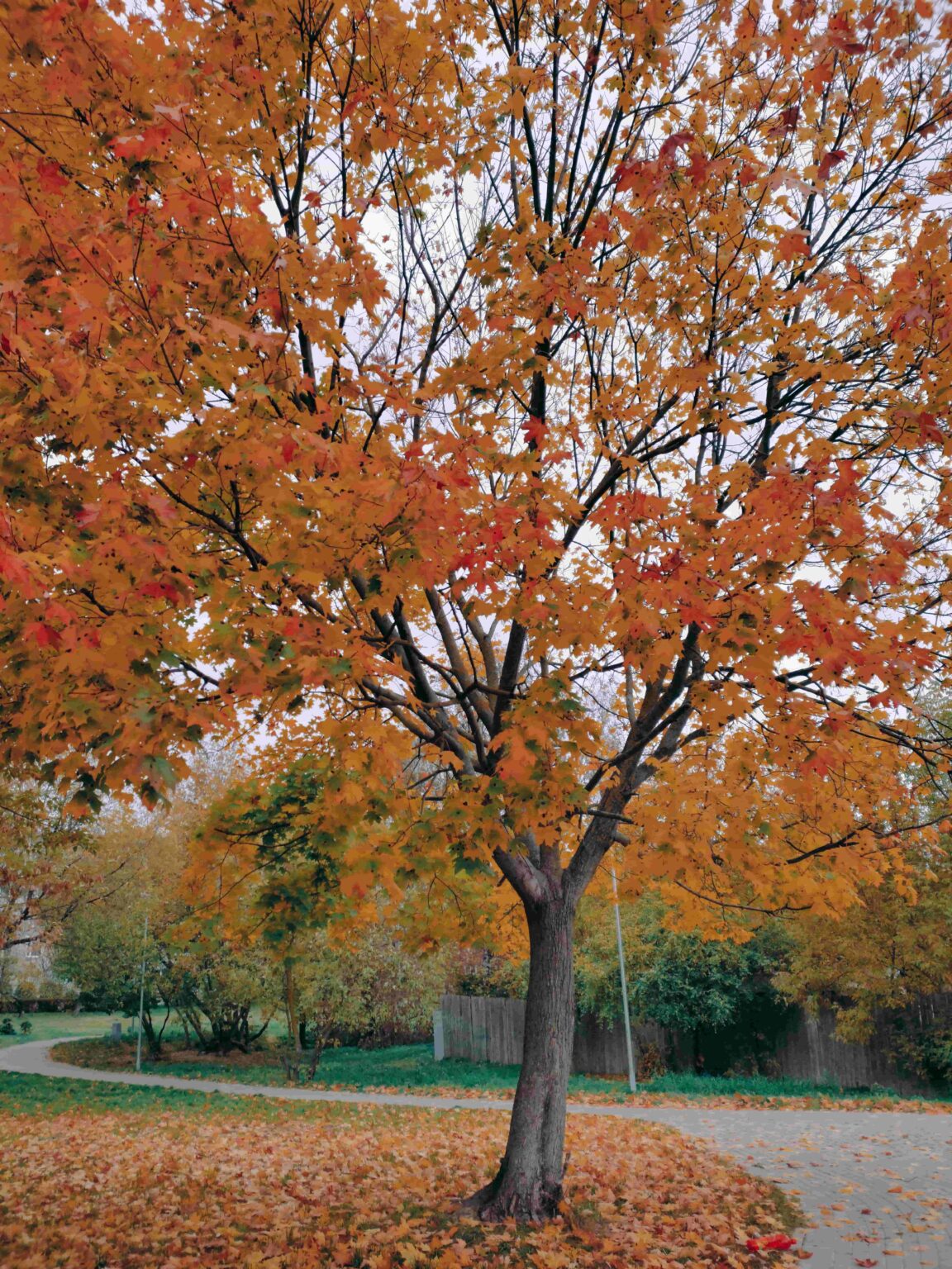 Maple Tree: A Majestic Symbol Of Beauty And Resilience - Natures Zone