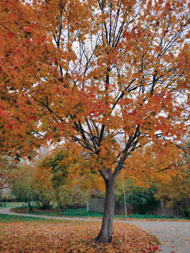 Maple Tree: A Majestic Symbol Of Beauty And Resilience - Natures Zone