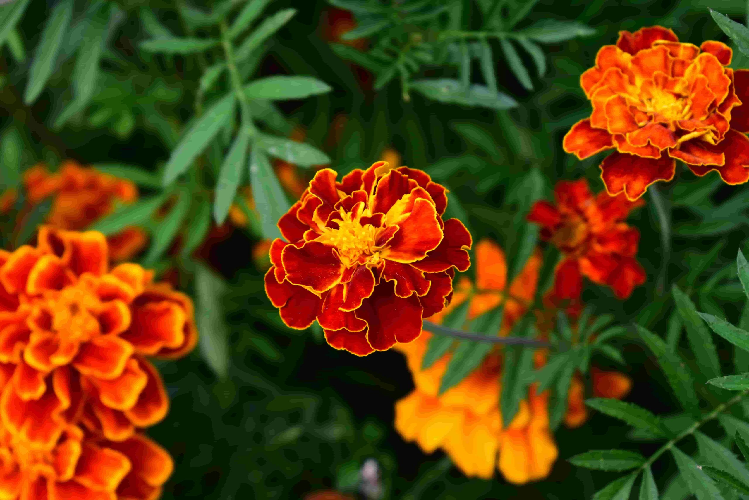 Marigolds