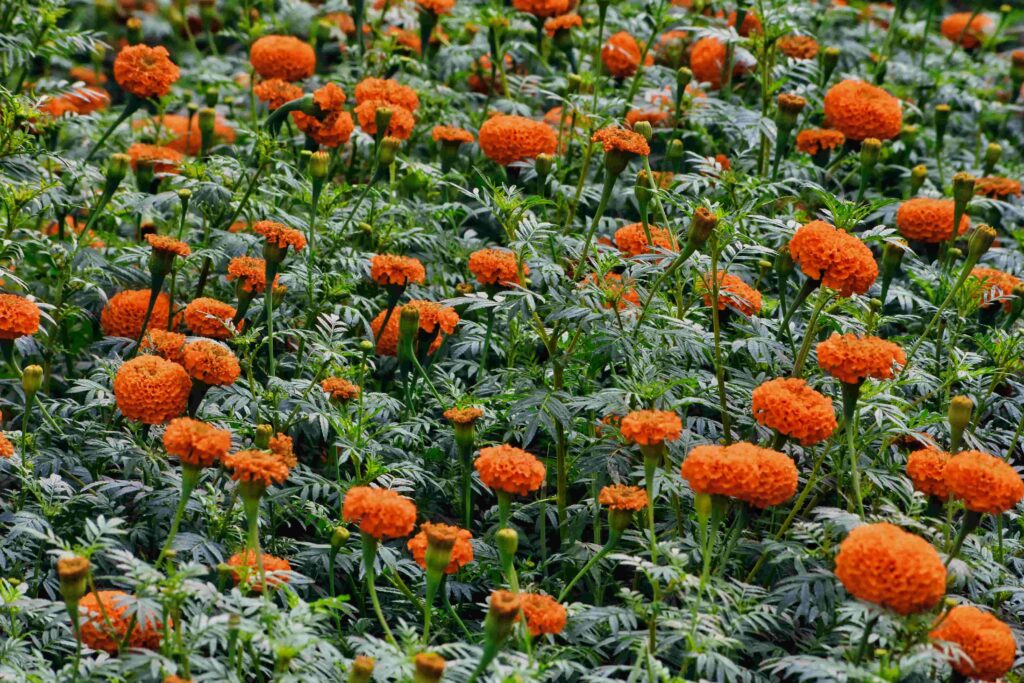 Marigolds