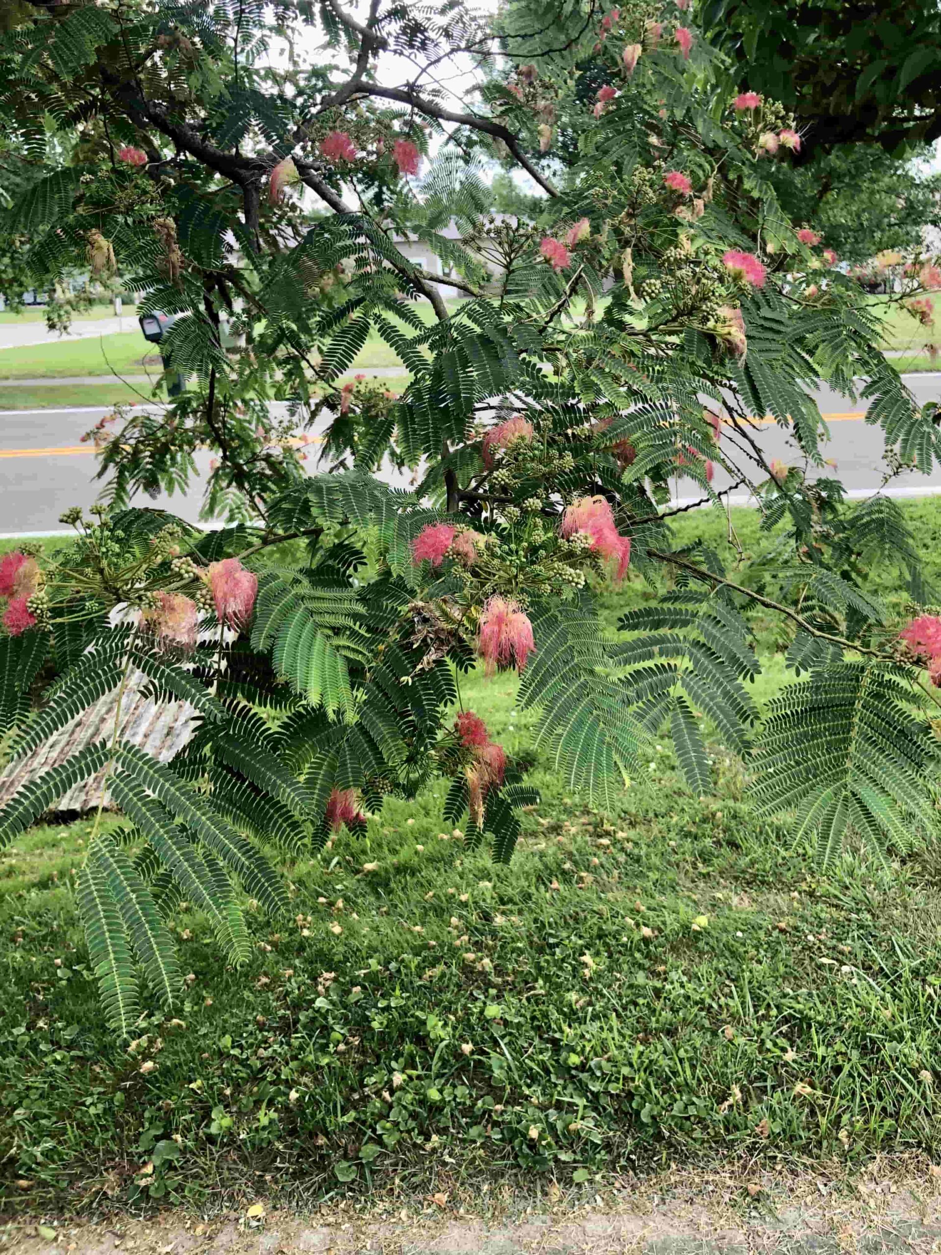 Mimosa Tree