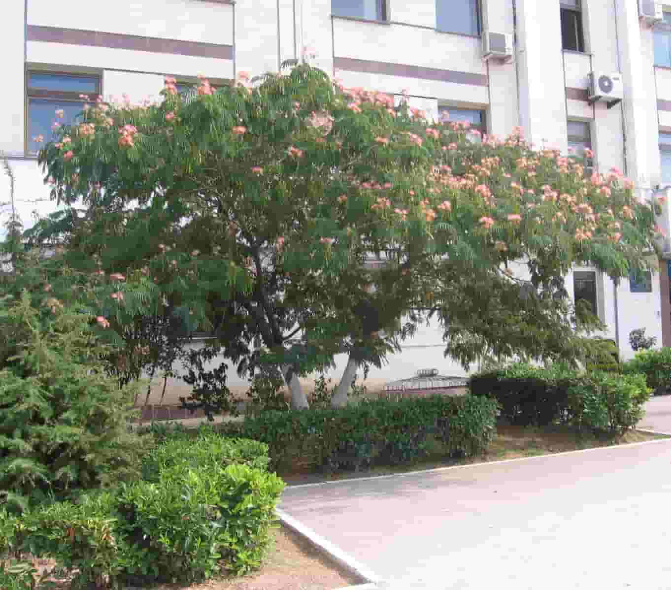 Mimosa Tree