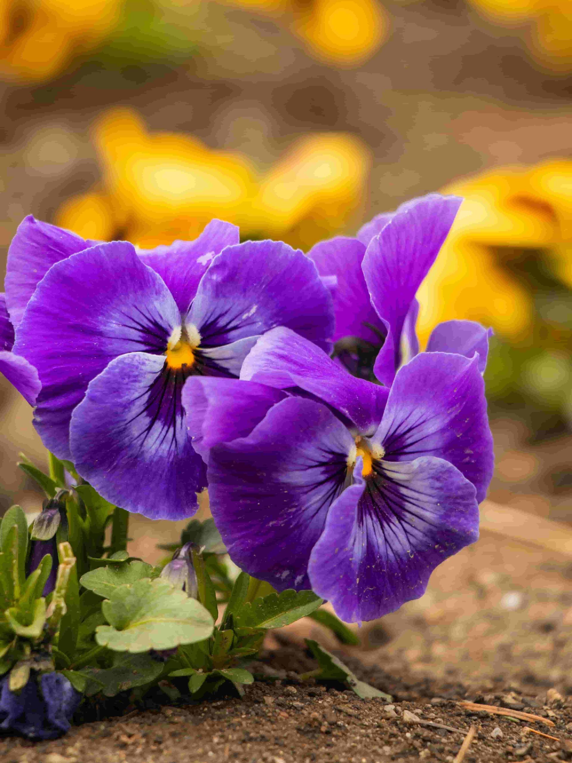 Pansies