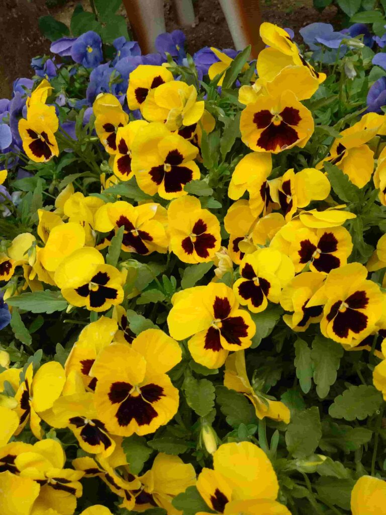 Pansies