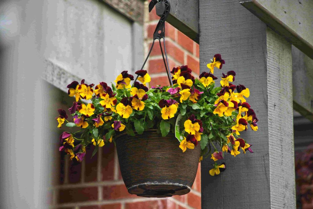 Pansies