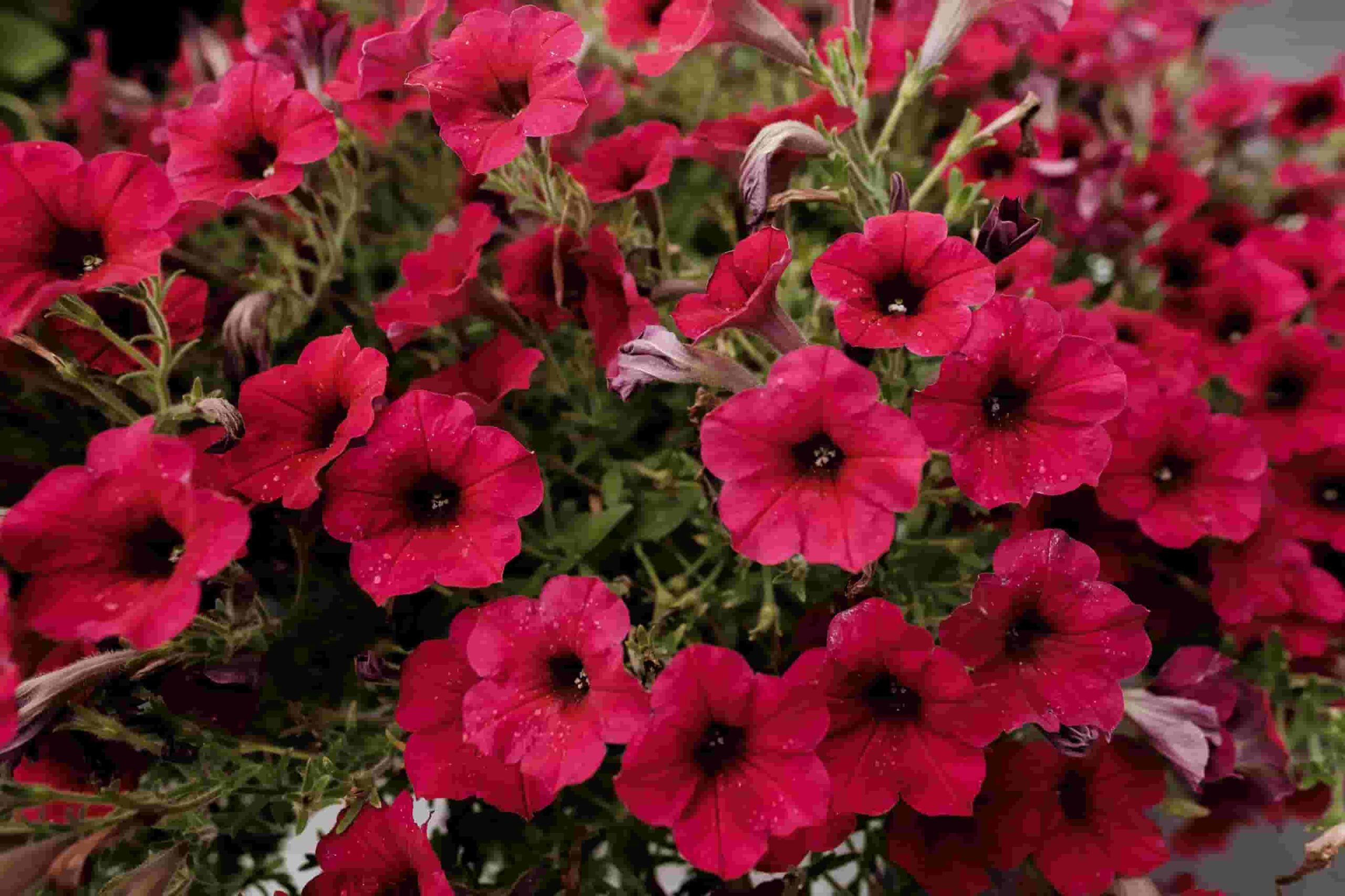 Petunias