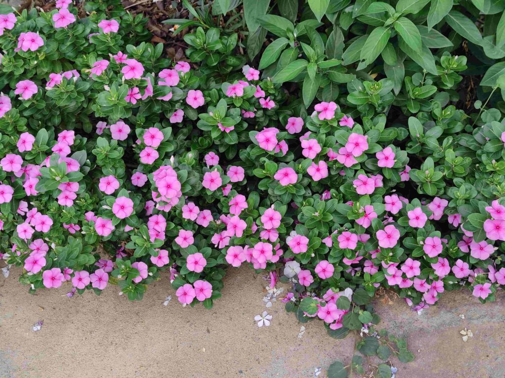 Petunias