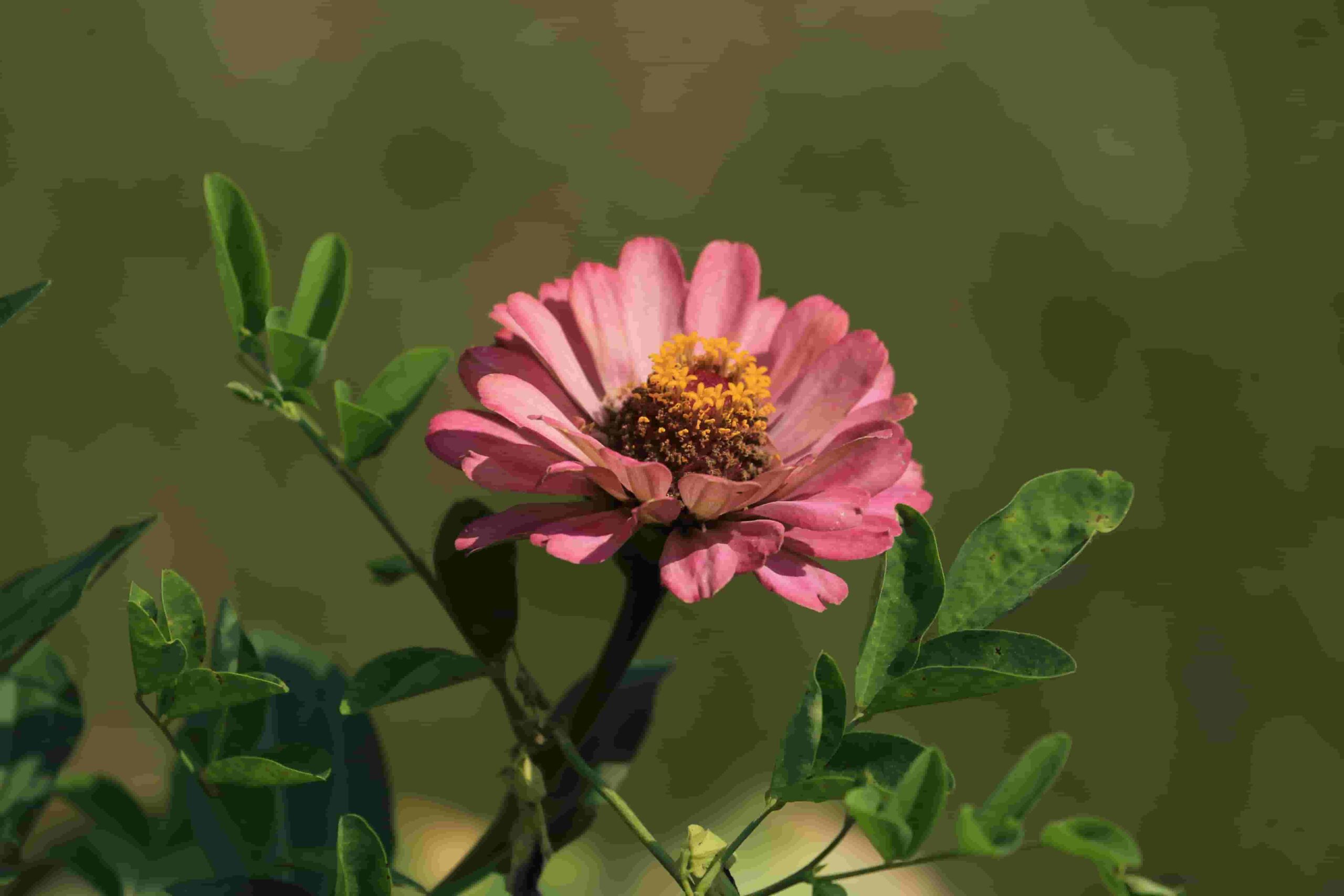 Zinnias