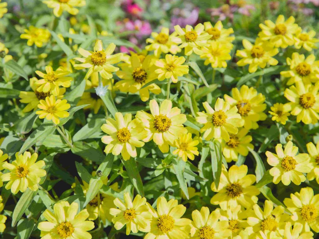 Zinnias