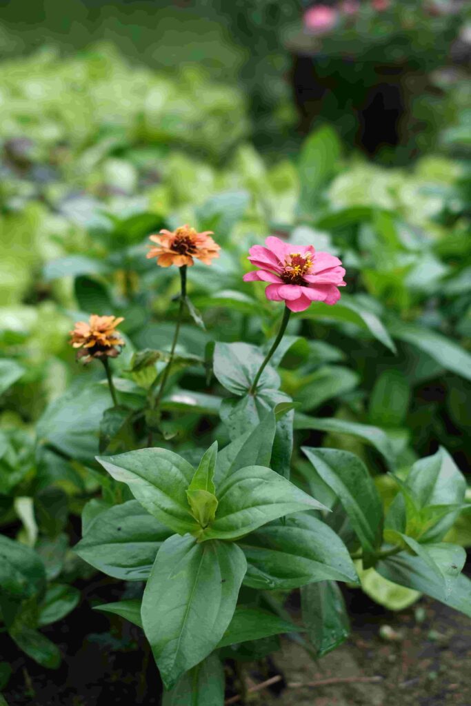 Zinnias