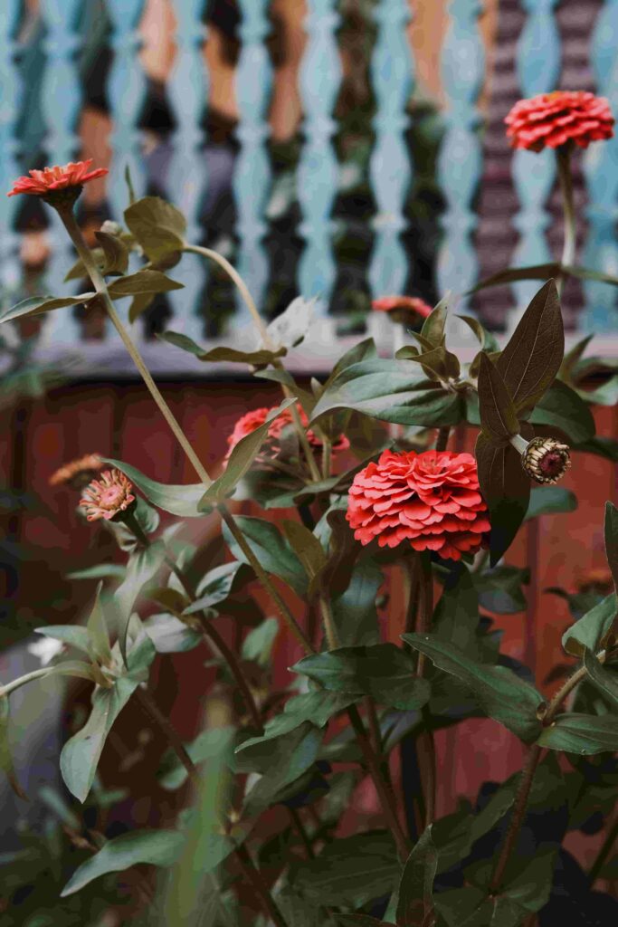 Zinnias