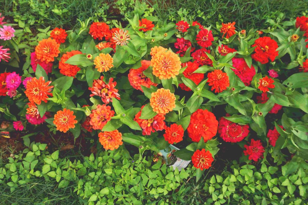 Zinnias