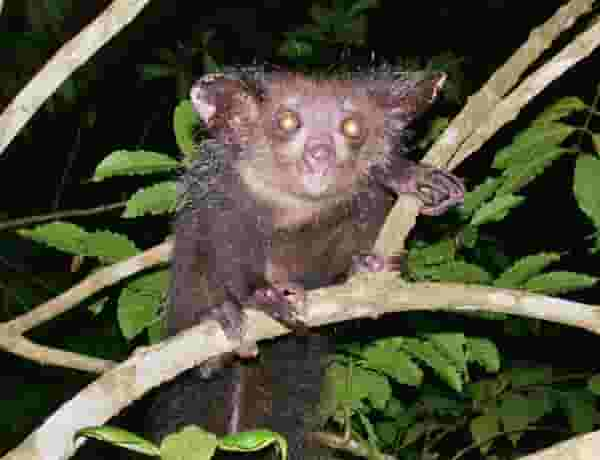 Aye-aye