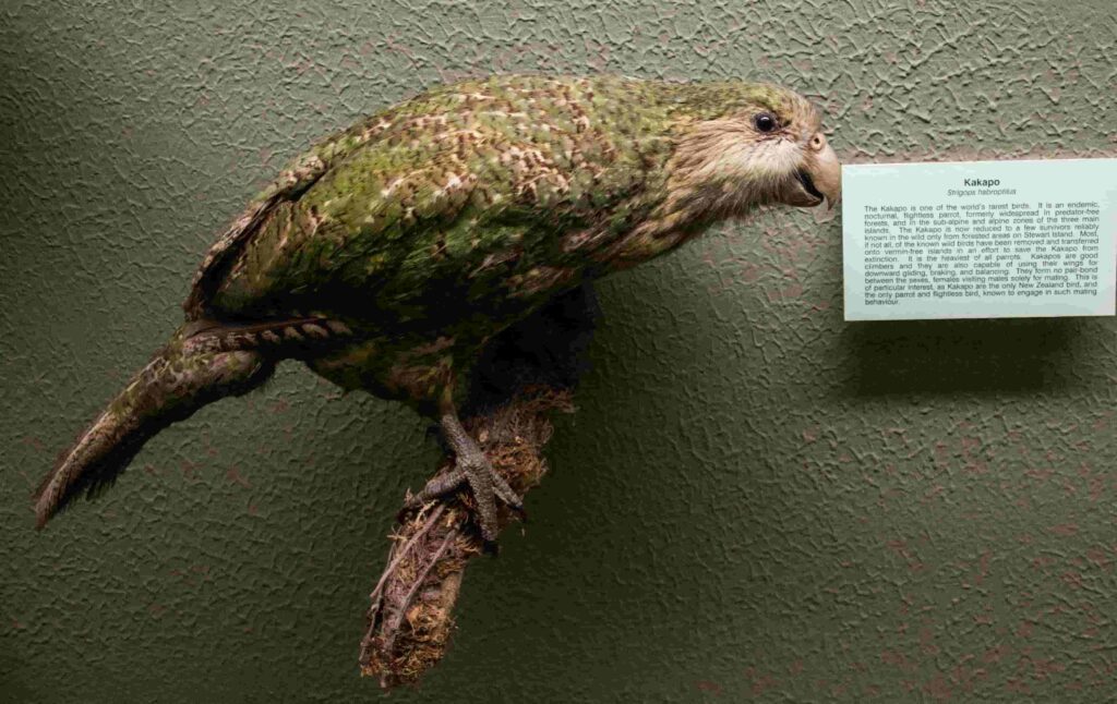 Kakapo