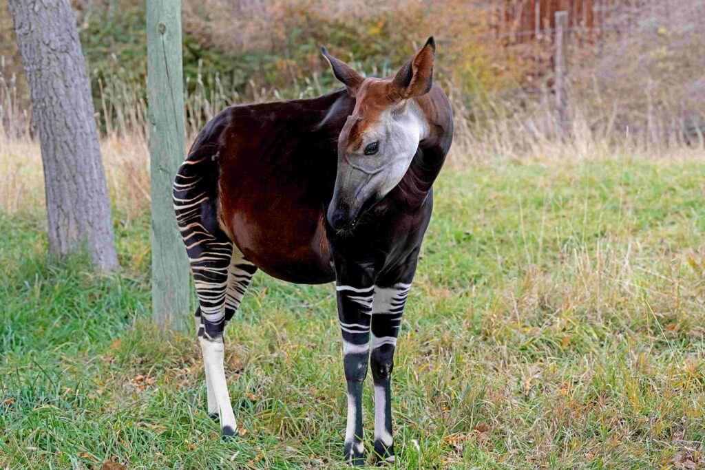 Okapi