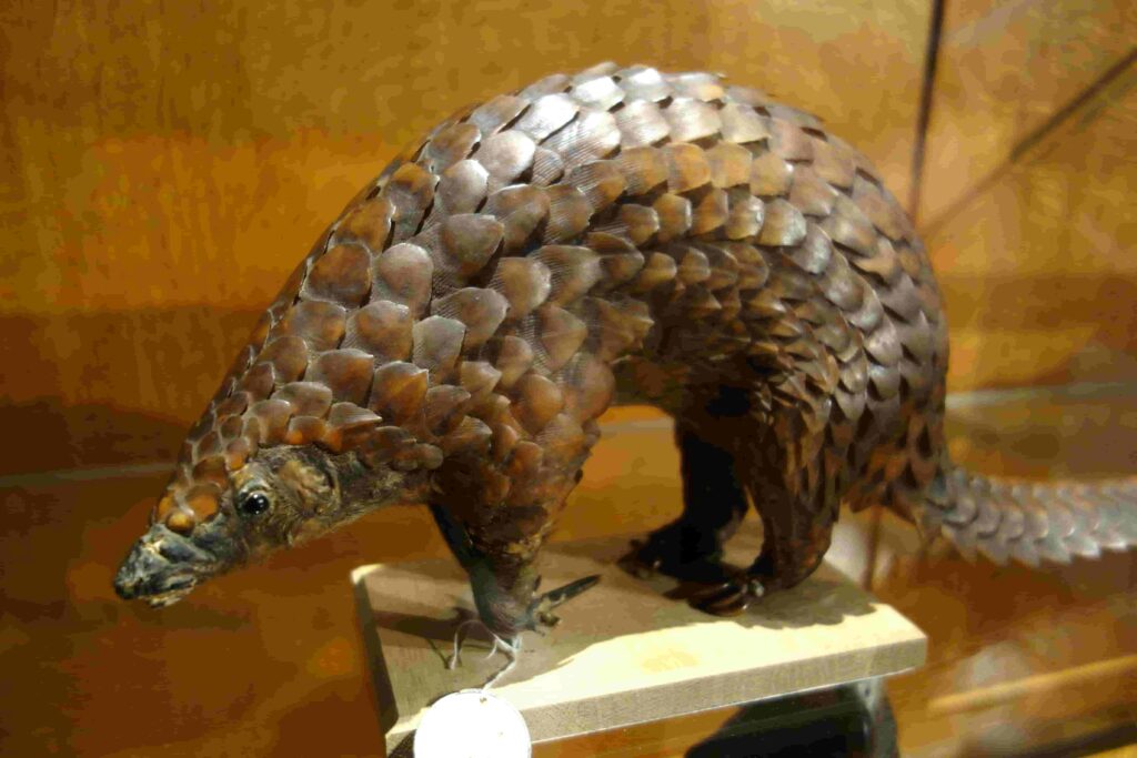 Pangolin