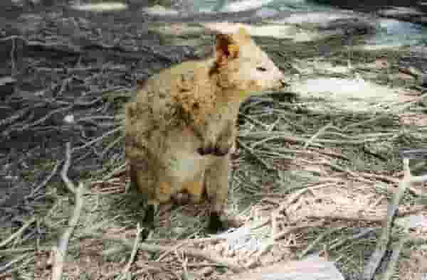 Quokka