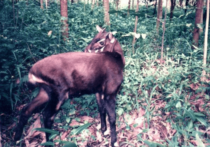 Saola