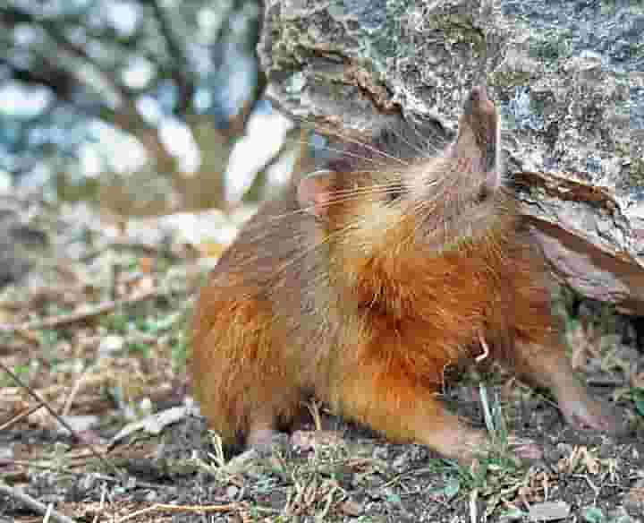 Solenodon