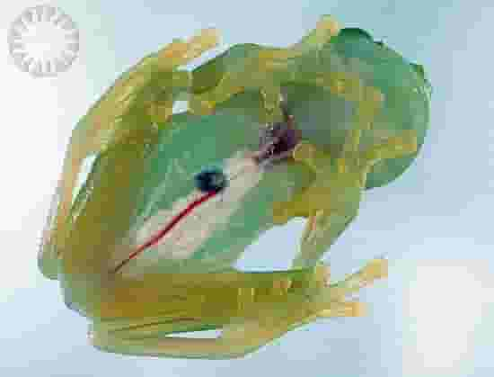 Glass Frog